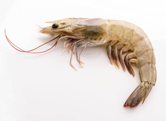 Commercial Gulf Shrimp Season Opens July 15