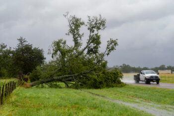 A toppled tree was among the damage Hurricane Beryl left behind when it came ashore in July.  Michael Miller/Texas A&amp;M AgriLife Marketing and Communications
