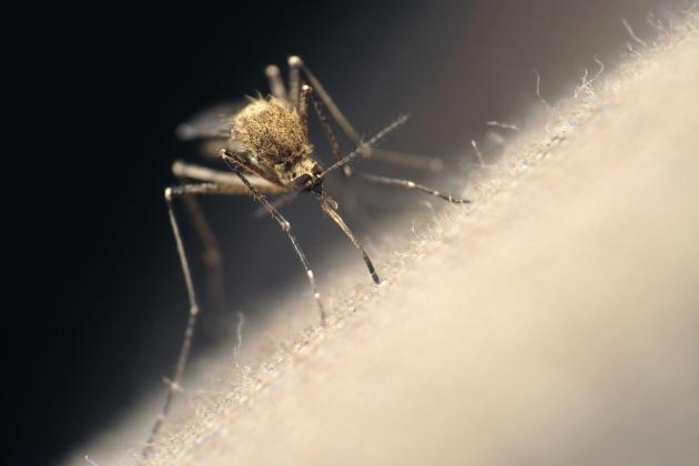 Mosquitoes looking for a blood meal use sensory cues like exhaled carbon dioxide, body heat and odor to find their prey. Getty Images