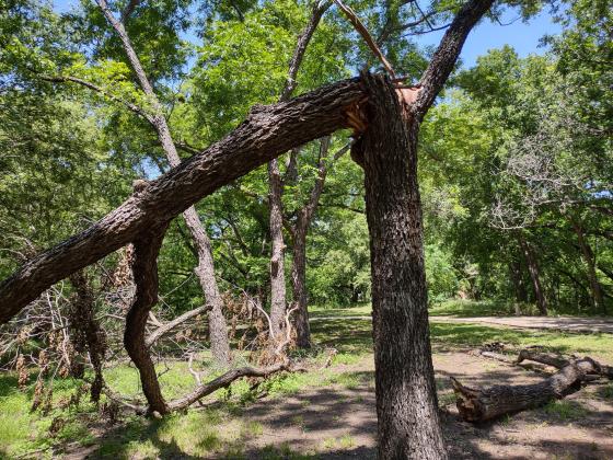 Storm - Tree trunk broken off at Nature Park
