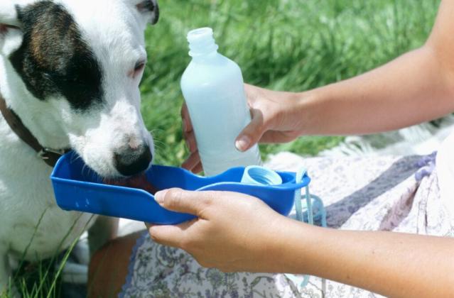 When leaving the house with your dog, you can bring fresh water and a collapsible bowl. Getty Images