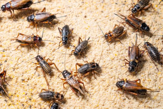 Cricket swarms are an annual fall phenomenon. Swarms that number in the hundreds and thousands can be a major pest nuisance for homeowners and businesses. Getty Images