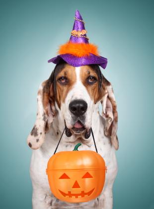 Halloween Safety for Your Pets