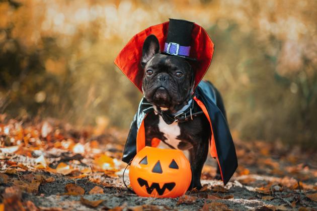 Halloween Safety for Your Pets