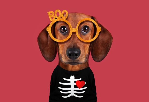 Halloween Safety for Your Pets