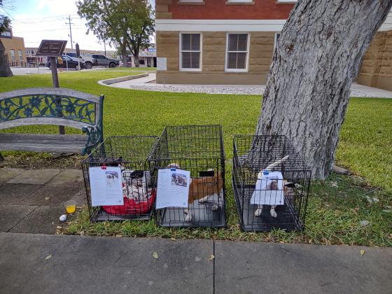 San Saba County Friends of Animals (SSCFOA) booth at the October Pecan Capital Trade Days