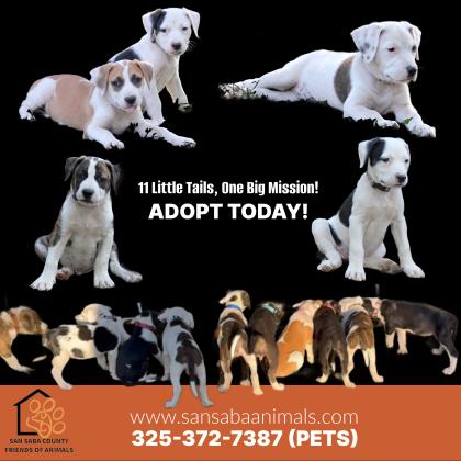 Puppy Pandemonium!