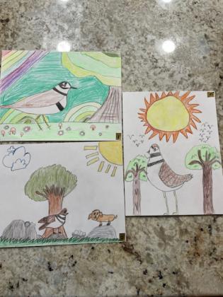 Bird Contest
