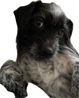 Hi, I'm Lenny!