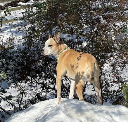 MoMo snow queen - TurfMutt Foundation