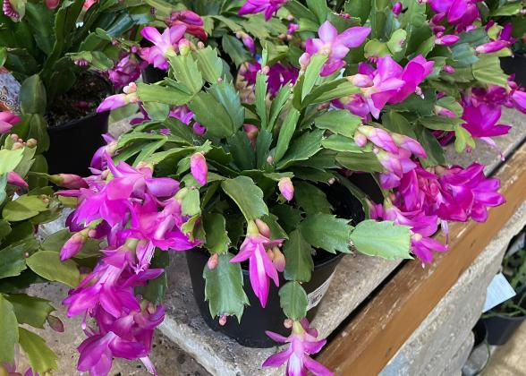 Thanksgiving Cactus  - Photo credit Melinda Myers
