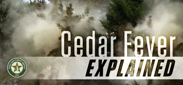 Cedar fever season begins in Texas