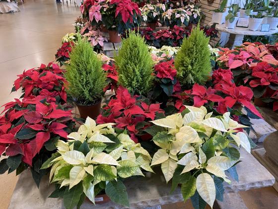 Lemon cypress trees add interest and texture to this poinsettia display. Courtesy of MelindaMyers.com