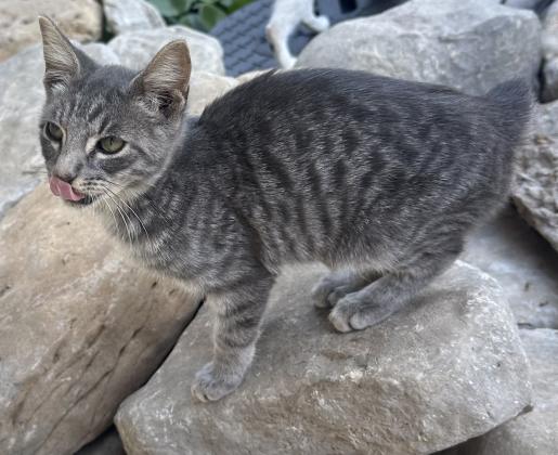 Meet Remy!