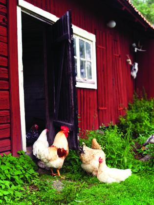 Dairy, poultry producers grapple with bird flu