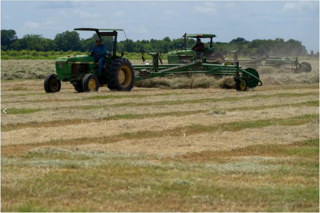 A substantial hay harvest in Central and South Central Texas this year is proving to pay dividends considering the dry pattern currently experienced by producers this winter. That’s led to more hay feeding to supplement the lack of available forage. (Michael Miller/Texas A&amp;M AgriLife)