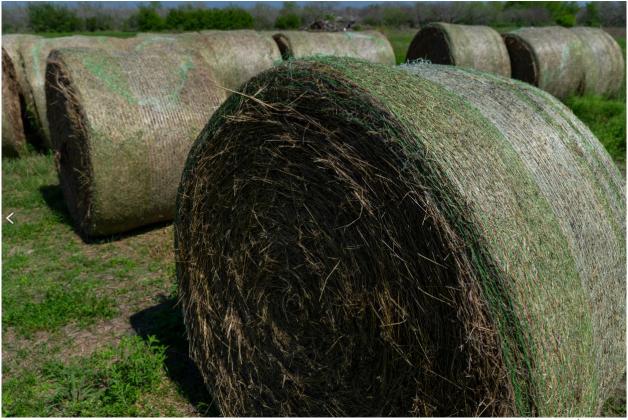 Prospects for a good hay production season hinge on moisture and the amount of fertilizer applied. That decision will vary from producer to producer. (Michael Miller/Texas A&amp;M AgriLife)