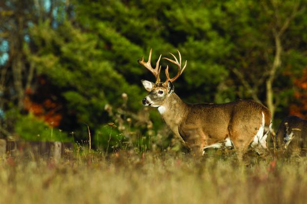 Public input sought on proposed Texas Hunting Regulation Changes for 2025-26