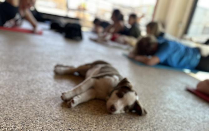 One exhausted puppy!!!