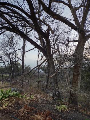 Big branches broken off a tree at Mill Pond Park close to the Museum - By Djuana Payton