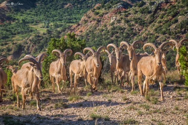 Palo Duro Canyon State Park Offers a Spectacular Summer Escape
