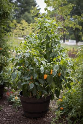 Peppers can be grown in container gardens or the ground. | photo courtesy of All-America Selections