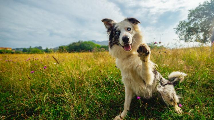 Understanding how dogs communicate can help owners recognize their pet’s emotions and needs.  Credit: Getty Images