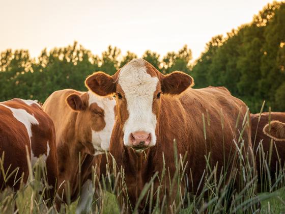 Shoo, Fly! Keeping Cattle Comfortable And Healthy