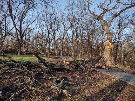This walkway from the LCRA Nature Park going into Risien Park was temporarily blocked by a huge chunk of a tree that broke off during Monday night’s storm. Photo by Djuana Payton