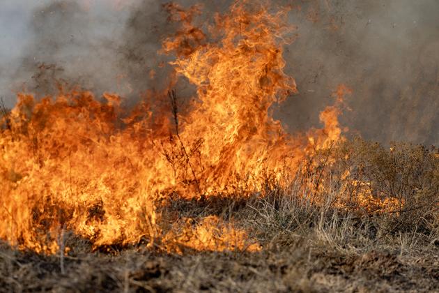 Wildfire Preperation