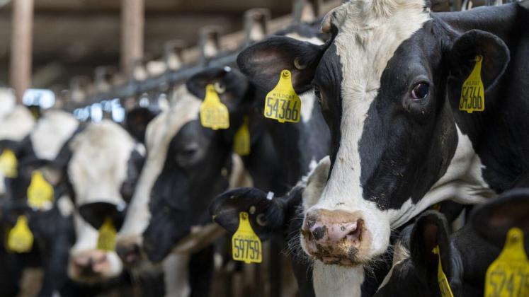 Texas A&amp;M University School of Public Health researchers aim to reduce transmission of avian flu by identifying the scope of exposure, how many people have been exposed and the factors involved.  Credit: Michael Miller/Texas A&amp;M AgriLife Communications
