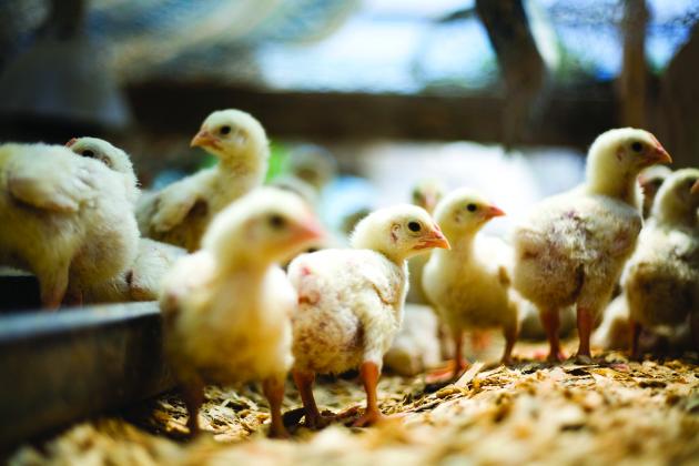 Pet Talk:  An Egg-cellent Guide to Springtime Chick Ownership