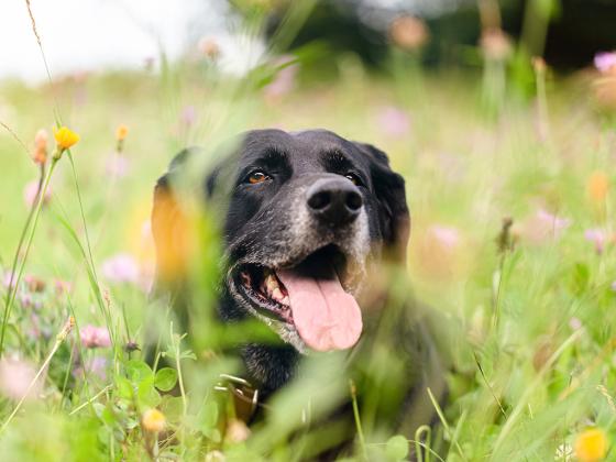 Shedding Light on Fading Sight: Managing Eyesight Decline In Aging Pets