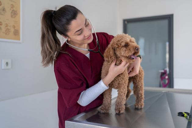 Teaching hospitals, typically affiliated with veterinary schools, offer the most comprehensive services — blending general care, specialty services, and advanced procedures under one roof.  Credit: Getty Images