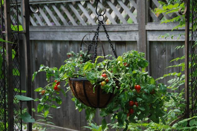 If gardening space is limited, grow tomatoes in hanging baskets or containers. / courtesy of MelindaMyers.com