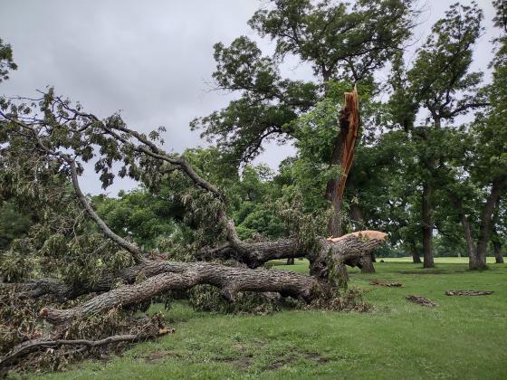 A big chunk of the tree was blown right off.
