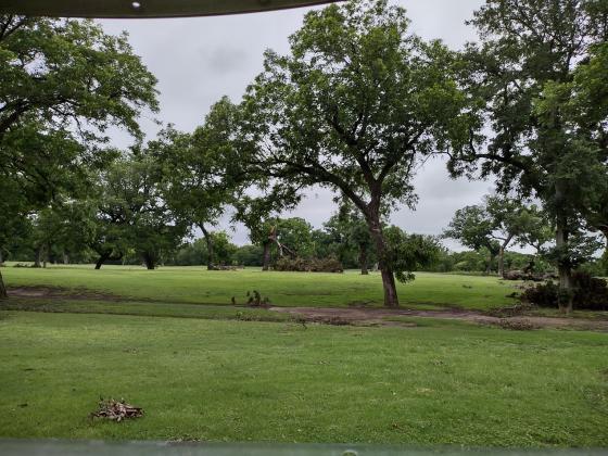 You can see many big tree limbs down in the distance. It just goes on and on.