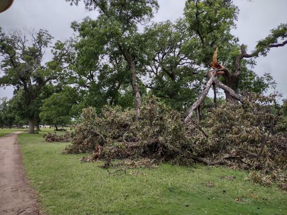 Large chunk of the tree is no longer attached.