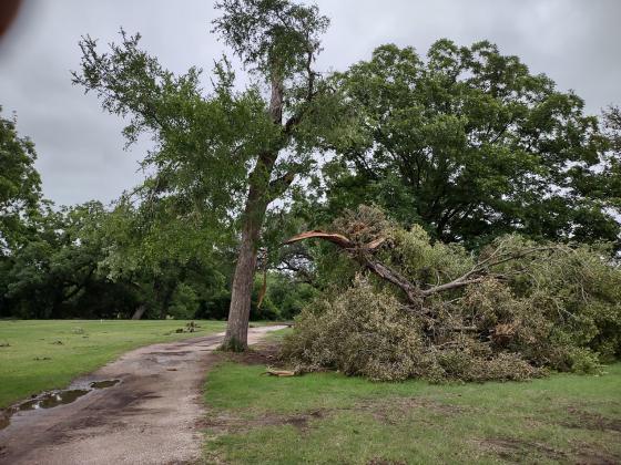 This downed limb looks bigger than the part of the tree that is still standing.