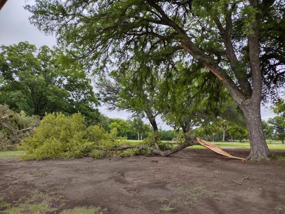 The limbs looked like they were swatted down like flies.