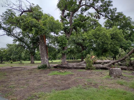 This looks like the side of the tree just fell off.