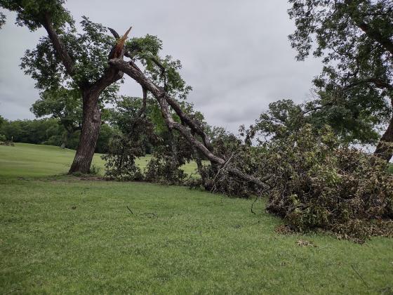 Over half the tree - now on the ground.
