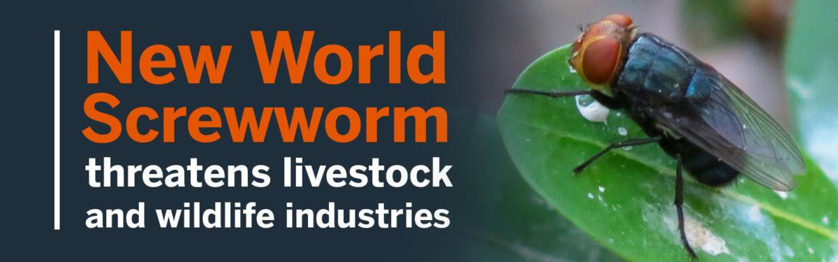 New World Screwworm