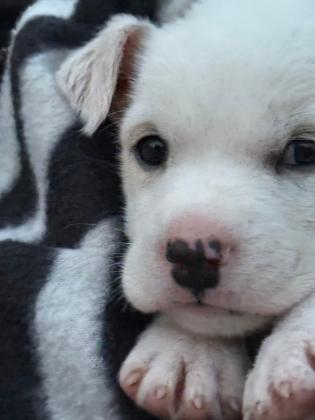 Meet Cotton! - Pet of the Week