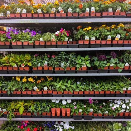 The Postscript: Someone Else's Garden