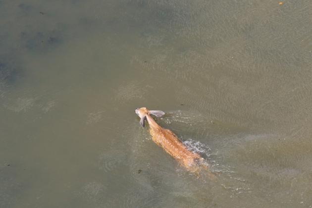 This photo from a previous flood illustrates what powerful swimmers whitetail deer are. Courtesy of Macy Ledbetter www.SpringCreekOutdoors.com