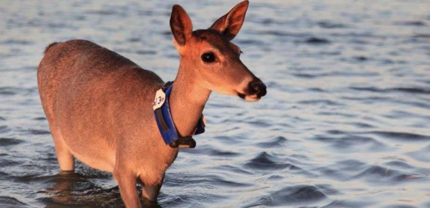 Key Deer by Valerie Preziosi