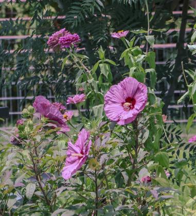 Hardy hibiscus (swamp rose mallow)