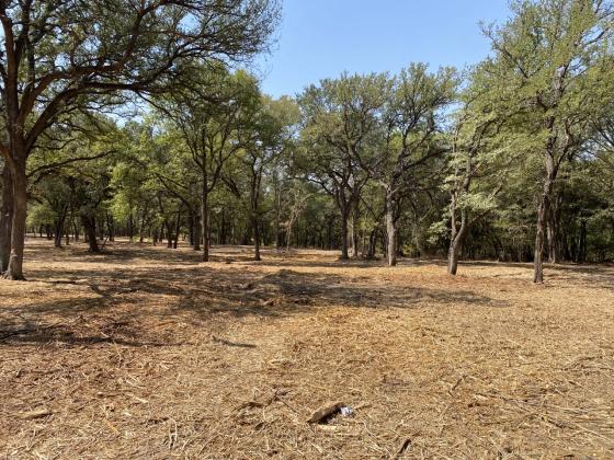 AFTER - A Central Texas property after mulching and handcutting treatment was used to reduce hazardous fuel. Courtesy of Texas A&amp;amp;M Forest Service