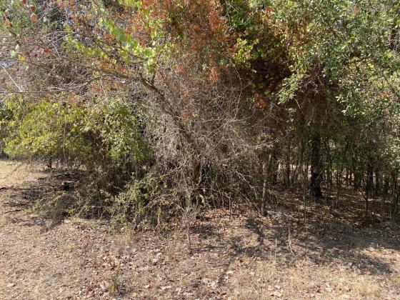 BEFORE - A Central Texas property before mulching and handcutting treatment was used to reduce hazardous fuel. Courtesy of Texas A&amp;amp;M Forest Service
